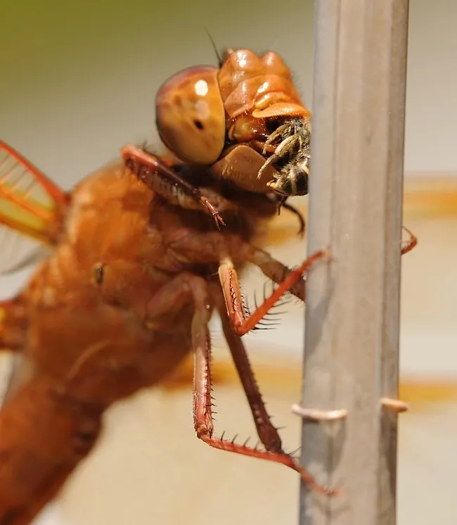 A flameskimmer, Libellula saturata, with prey. This image was taken in a Vacaville garden. (Photo by Kathy Keatley Garvey)