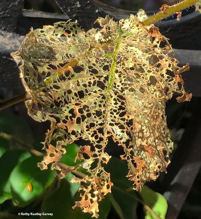 This is an example of plant herbivory: Elm leaf beetles have defoliated this elm tree leaf. (Photo by Kathy Keatley Garvey)