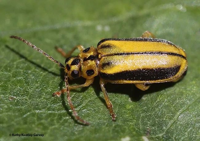Close-up of an elm leaf beetle. (Photo by Kathy Keatley Garvey)