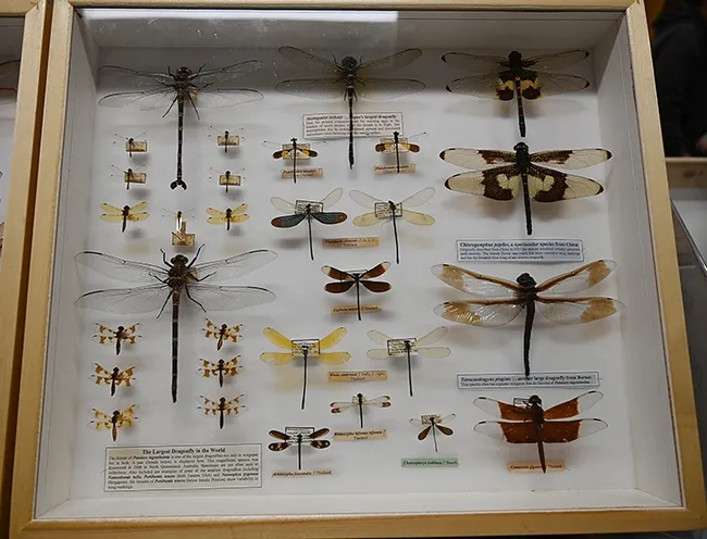 This Bohart Museum display includes the world's largest dragonfly, Petalura ingentissima, discovered in 1908 in North Queensland, Australia. (Photo by Kathy Keatley Garvey)