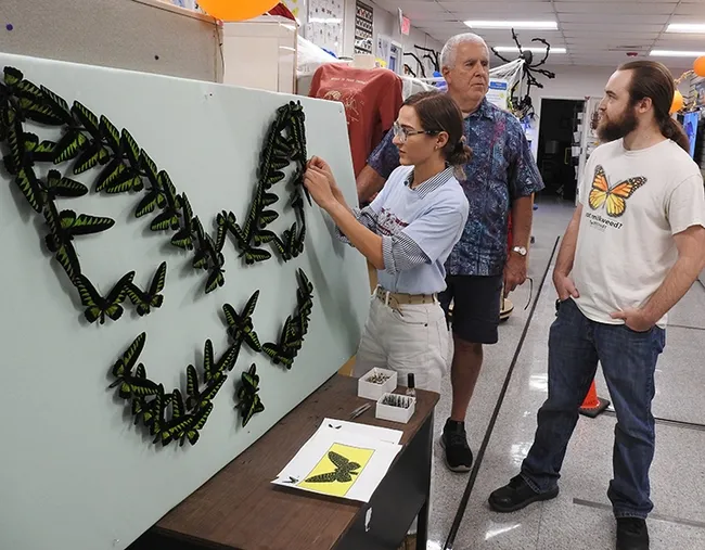 Bohart Museum laboratory assistant and artist Brittany Kohler worked on the "Birdwing Butterfly" display in late October. In back are Jeff Smith, curator of the Lepidoptera collection at the Bohart, who spread all the wings; and collections manager Brennen Dyer. (Photo by Kathy Keatley Garvey)