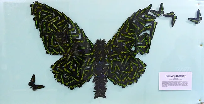 "Birdwing Butterfly": the finished art work. Francisco Bassó Medel did the earlier sketch and the piece was put together by Brittany Kohler. (Photo by Kathy Keatley Garvey)