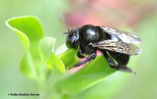 The UC Davis research includes this species, Xylocopa tabaniformis, also known as the mountain carpenter bee. (Photo by Kathy Keatley Garvey)