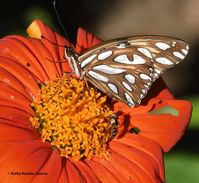 A syprhid fly and a Gulf Fritillary sharing a Mexican sunflower, Tithonia rotundifola. (Photo by Kathy Keatley Garvey)