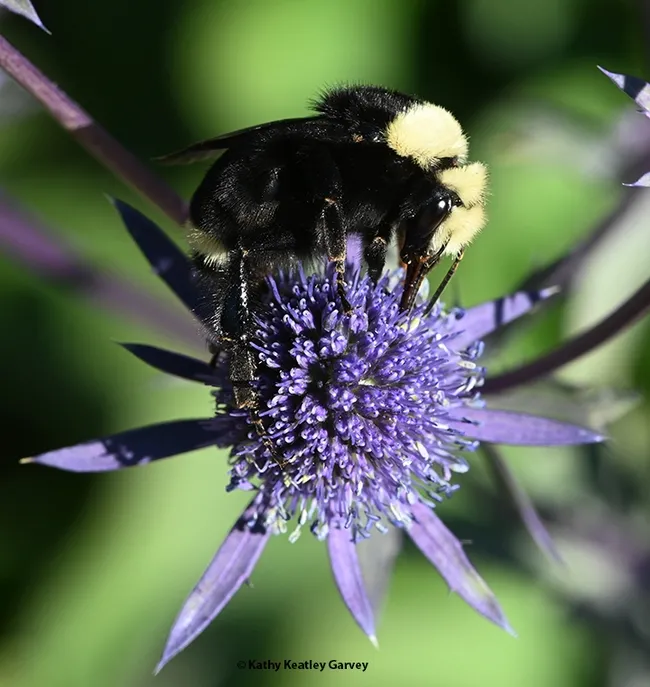 With her long proboscis, B. vosnesenskii sips nectar from an Eryngium amethystinum. (Photo by Kathy Keatley Garvey)