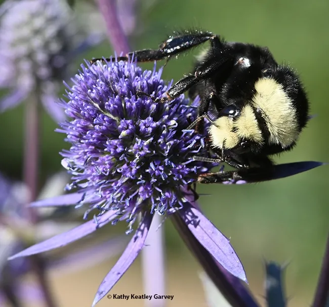 Close-up of the yellow face of the yellow-faced bumble bee, Bombus vosnesenskii. (Photo by Kathy Keatley Garvey)