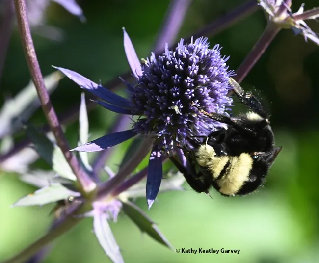 Bombus vosnesenskii moves around the Eryngium amethystinum. (Photo by Kathy Keatley Garvey)