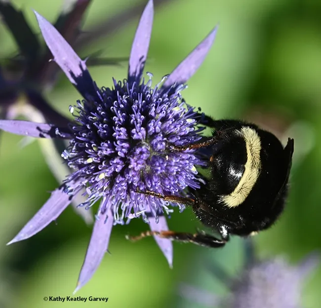 Bye, Bombus vosnesenskii. (Photo by Kathy Keatley Garvey)