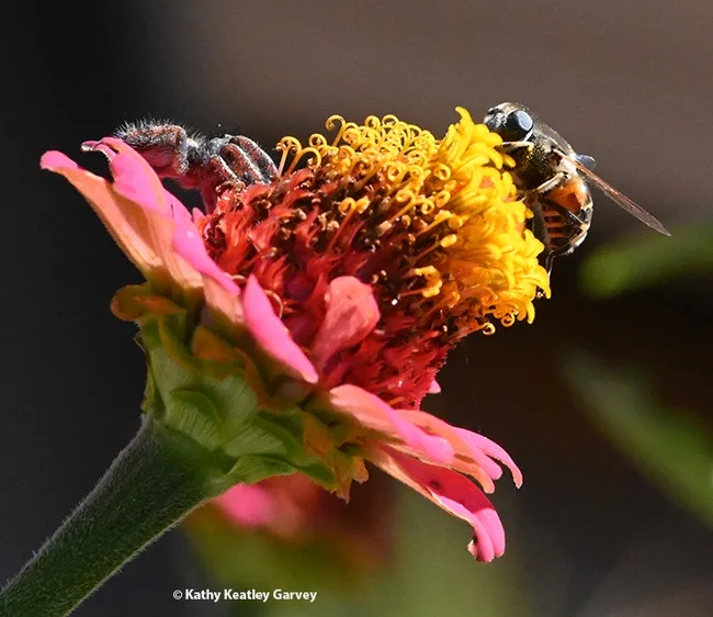 Closer and closer comes the jumping spider. The syrphid fly does not see him. (Photo by Kathy Keatley Garvey)