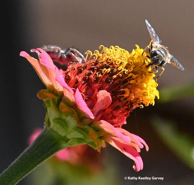 Ready, set...the jumping spider starts his jump to nail the syrphid fly. (Photo by Kathy Keatley Garvey)