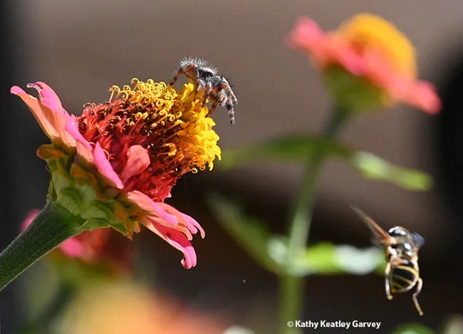 Missed! Hey, where'd you go? (Photo by Kathy Keatley Garvey)