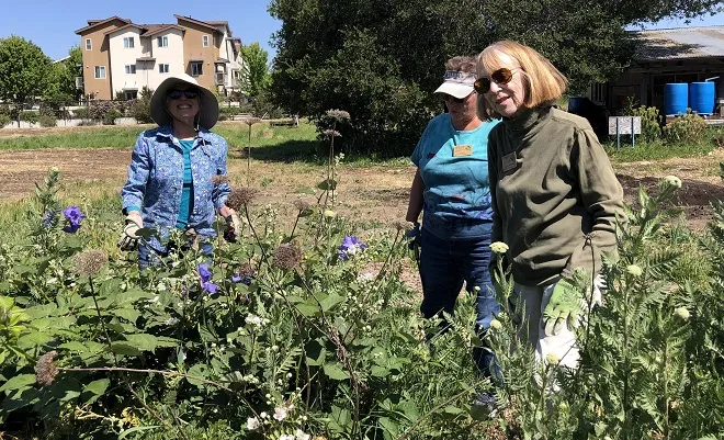 Overgrown with weeds, the clearing begins with lots and LOTS of weeding. Photo by Sue Lovelace