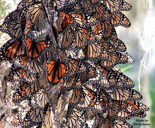 Overwintering monarchs in Cambria, San Luis Obispo County. This site does not appear on the official list of California's overwintering sites, says WSU entomologist David James. It was home in November to 15,000 butterflies. (Photo by David James, Washington State University entomologist)