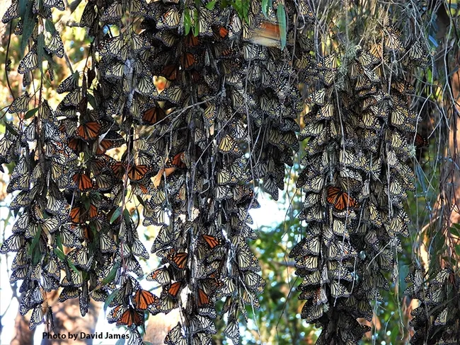 Monarchs clustering at an overwintering site in Pismo Beach, San Luis Obispo County. (Photo by David James, Washington State University entomologist)