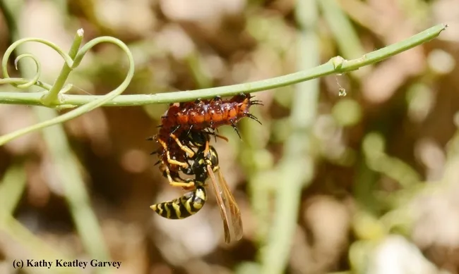 A European paper wasp, Polistes dominulo, preying on a caterpillar of the Gulf Fritillary, Agraulis vanillae, in Vacaville, Calif. (Photo by Kathy Keatley Garvey)