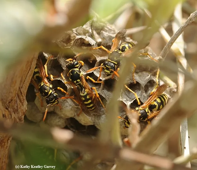 The nest of an European paper wasp, Polistes dominulo, tucked inside a shrub in a garden in Davis, Calif. (Photo by Kathy Keatley Garvey)