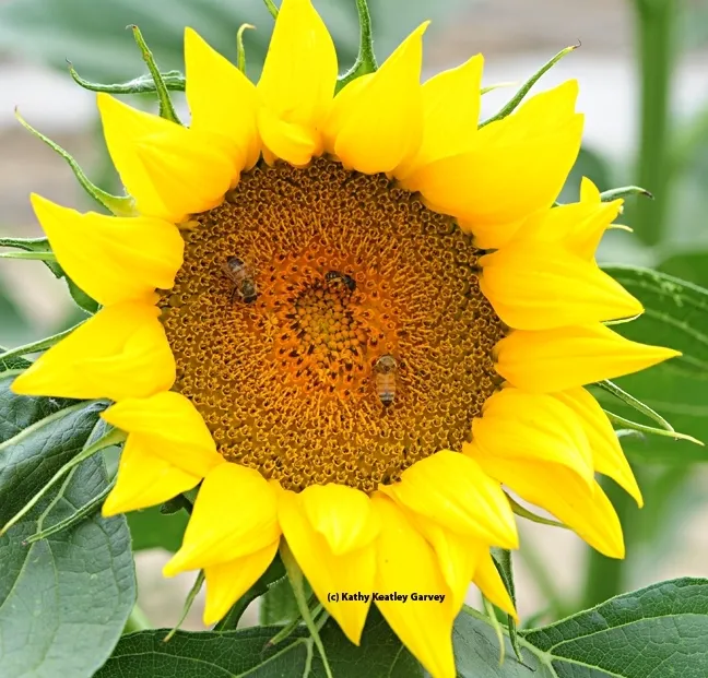 The sunflower, Helianthus annuus, is native to the Americas. Sunflower seeds are part of the Seed Pile Project for the Sacramento region, but not the East Bay Region. This image, taken in a commercial field in Yolo County in 2013, shows a male sterile cultivated variety, according to Yolo County farm advisor Rachael Long. "They are typically multi-branched with multiple flowers," she said. (Photo by Kathy Keatley Garvey)