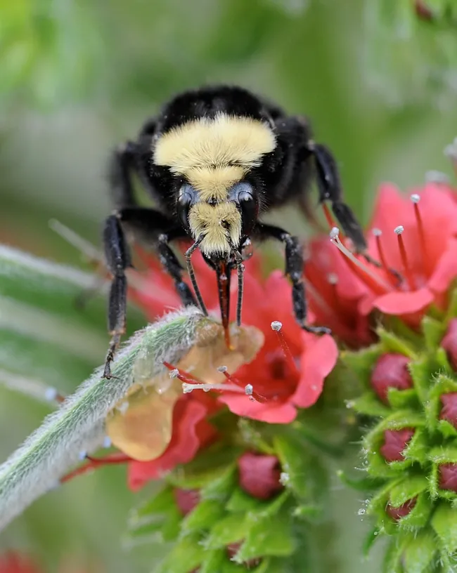 A yellow-faced bumble bee, Bombus vosnesenskii, on a tower of jewels, Echium wildpretii. (Photo by Kathy Keatley Garvey)