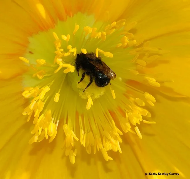 A blue orchard bee, Osmia lignaria, nectaring on Cosmos. (Photo by Kathy Keatley Garvey)