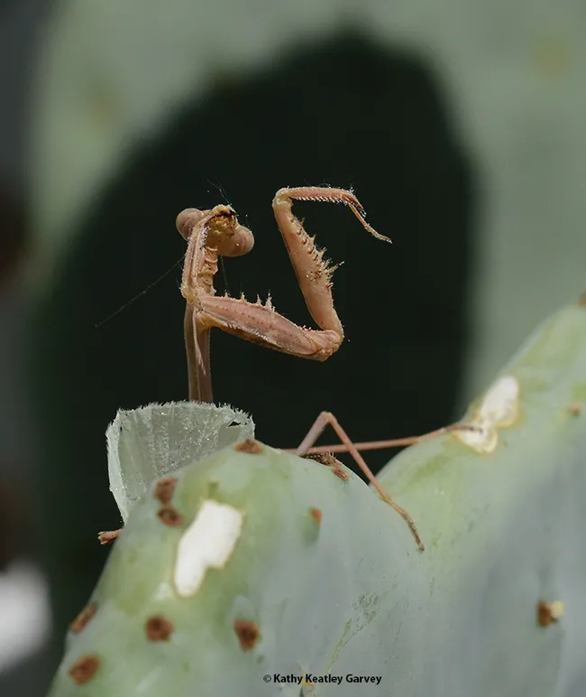 Praying mantis: "I shall stretch and offer up a prayer that dinner will arrive." (Photo by Kathy Keatley Garvey)