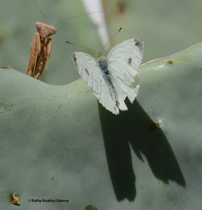 Praying mantis: "My prayers are answered. Is that what I think it is? Dinner?" (Photo by Kathy Keatley Garvey)
