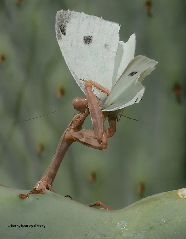 Praying mantis: "I shall eat everything but the wings." (Photo by Kathy Keatley Garvey)