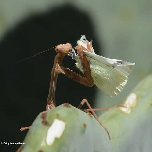 Praying mantis: "I'm not finished yet." (Photo by Kathy Keatley Garvey)