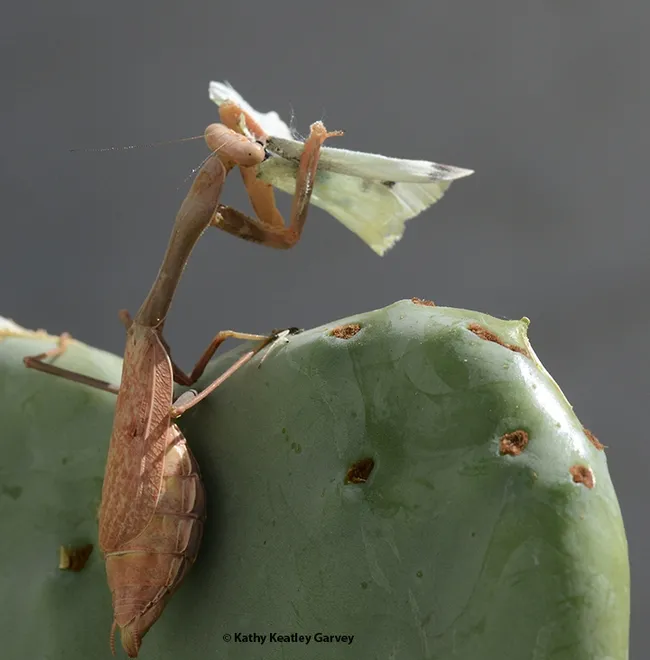 Praying mantis: "My future offspring will appreciate the protein." This mantis is a Stagmomantis limbata, as identified by Lohit Garikipati, a UC Davis alumnus studying for his master's degree at Towson University, Towson, Md. (Photo by Kathy Keatley Garvey)