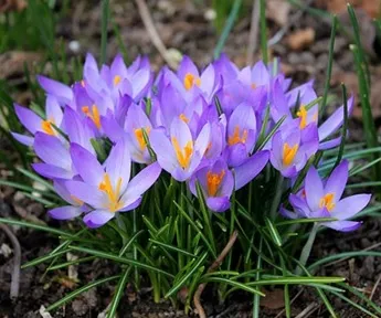 Crocus photo from pixabay.com