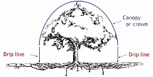 For trees dripline should be placed at the edge of the canopy. UCANR California Center for Urban Horticulture.