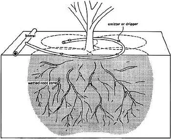Placement of dripline for newly planted shrubs. UCANR California Center for Urban Horticulture.