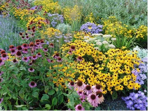 Photo of colorful perrenials. Photo from pixabay.com.