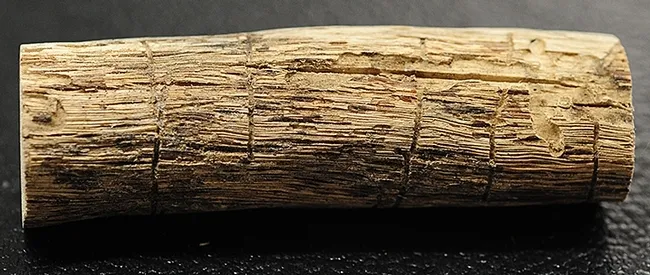 This is a gallery of bark beetles. A seminar on forest beetles will be among the seminars hosted by the UC Davis Department of Entomology and Nematology. (Photo by Kathy Keatley Garvey)