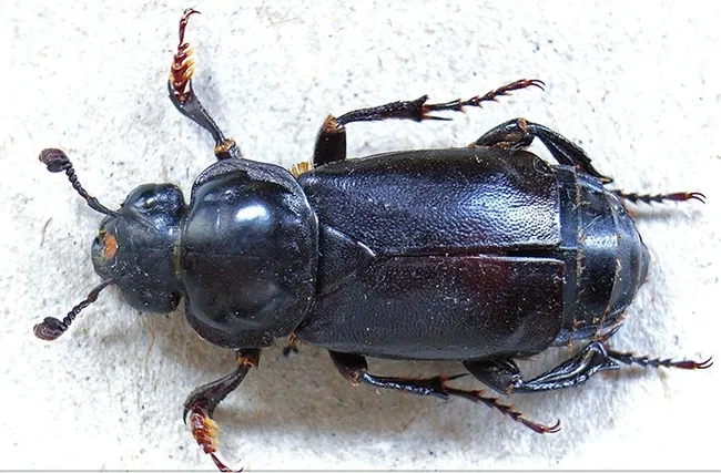 The burying beetle is known for burying carcasses of small vertebrates, such as mice, squirrels and birds, and using them as a food source for its larvae. (Photo courtesy of Wikipedia)