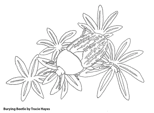 The Bohart Museum's family arts-and-crafts activity will be to color this drawing of a carrion beetle, genus Heterosilpha, by doctoral candidate Tracie Hayes, an ecologist and artist. (Credit: Tracie Hayes)