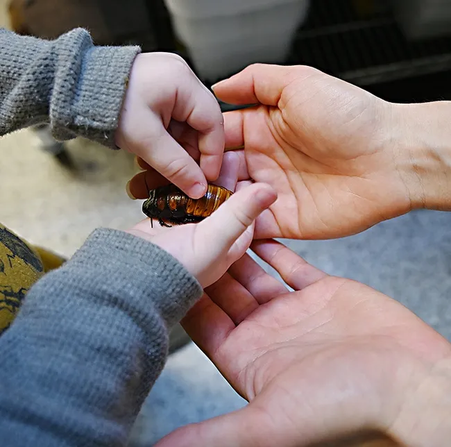 A little love! Teddy Marlatte pets a Madagascar hissing cockroach. (Photo by Kathy Keatley Garvey)