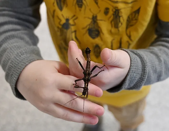 A stick insect, aka walking stick, receives some recognition. (Photo by Kathy Keatley Garvey)