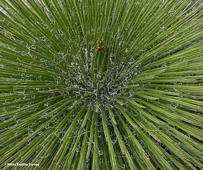 A birds-eye-view of a wintering agave. Can you spot the lady beetles, aka ladybugs? (Photo by Kathy Keatley Garvey)