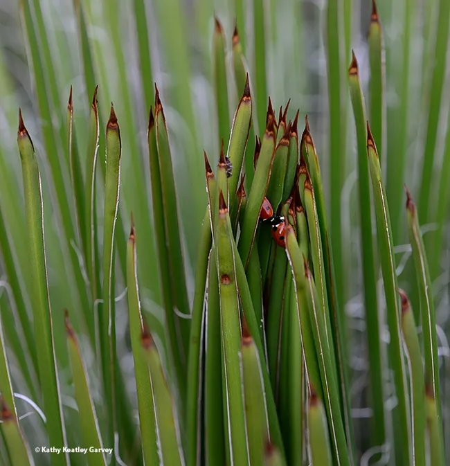 Closer and closer. The agave plant looks like bunched-up, red-tipped asparagus from this view. The lady beetles are clearly visible. (Photo by Kathy Keatley Garvey)