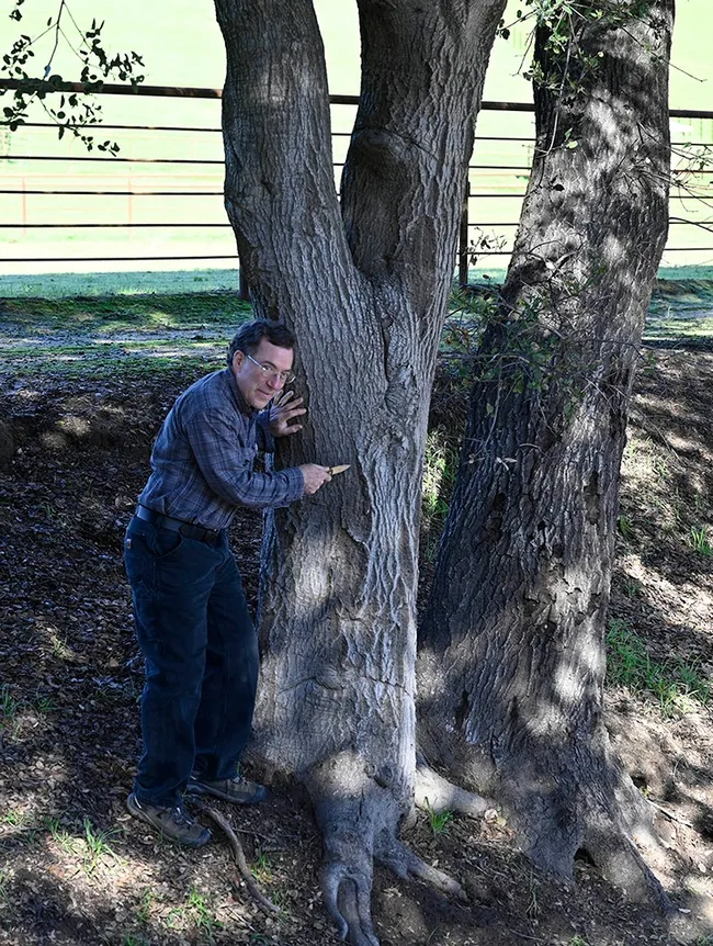 Cal Fire senior environmental specialist Curtis Ewing shows a coast live oak with cankers and flatheaded borer damage.