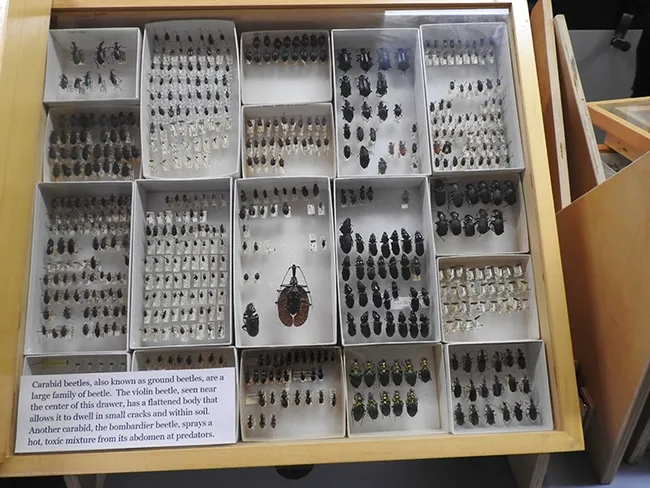 A collection of carabid beetles displayed at the Bohart Museum of Entomology. (Photo by Kathy Keatley Garvey)