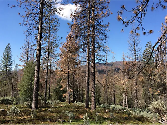 Bark beetles are the culprits in this forest image. USDA forest entomologist Chris Fettig will speak at 4:10 p.m., Feb. 1 on "Bark Beetles: How Tiny Insects Are Transforming Western Forests with a Little Help From Climate Change." (Photo courtesy of Chris Fettig)