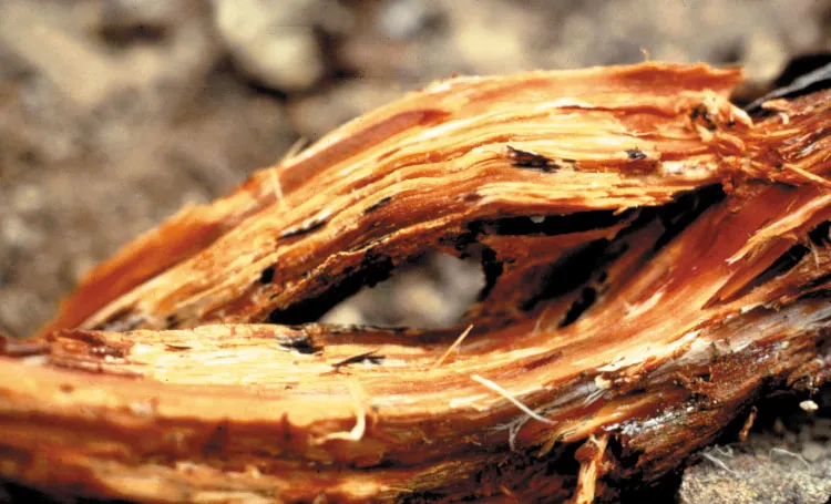 Stringy white rot caused by Heterobasidion with characteristic black flecks. Source: USFS