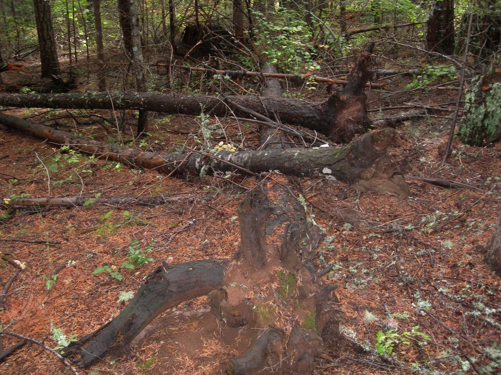 Heterobasidion-killed stand displaying typical signs associated with root disease centers. Source: Beth White