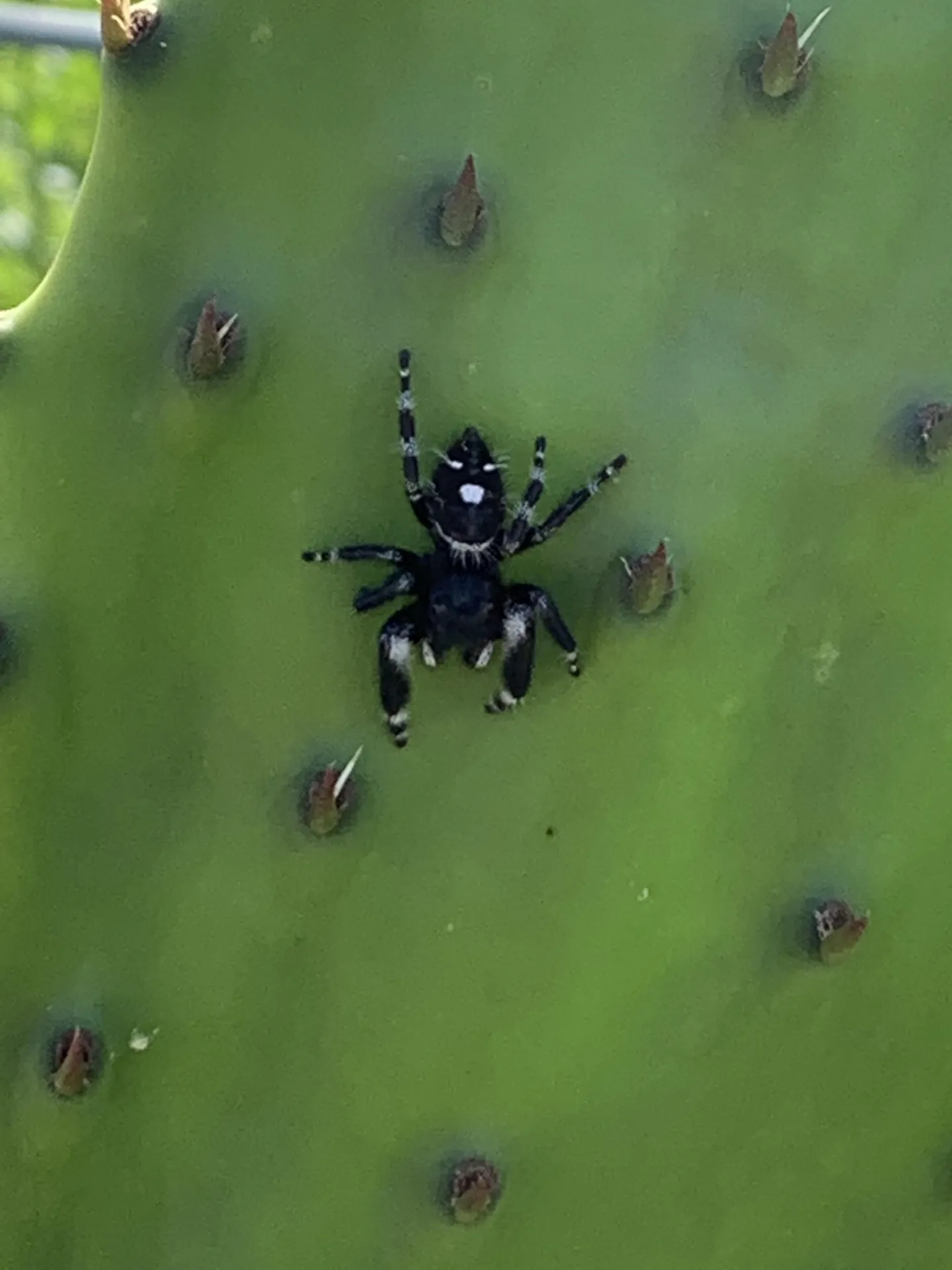 Looking-Scary Phidippus Audax (Critter)