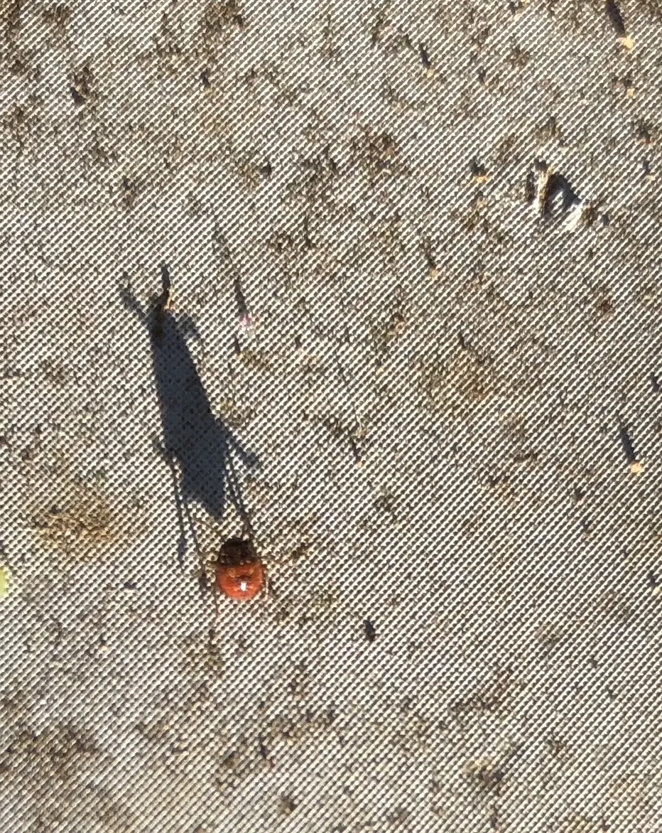 _Monster Bragada Bug_ (1)