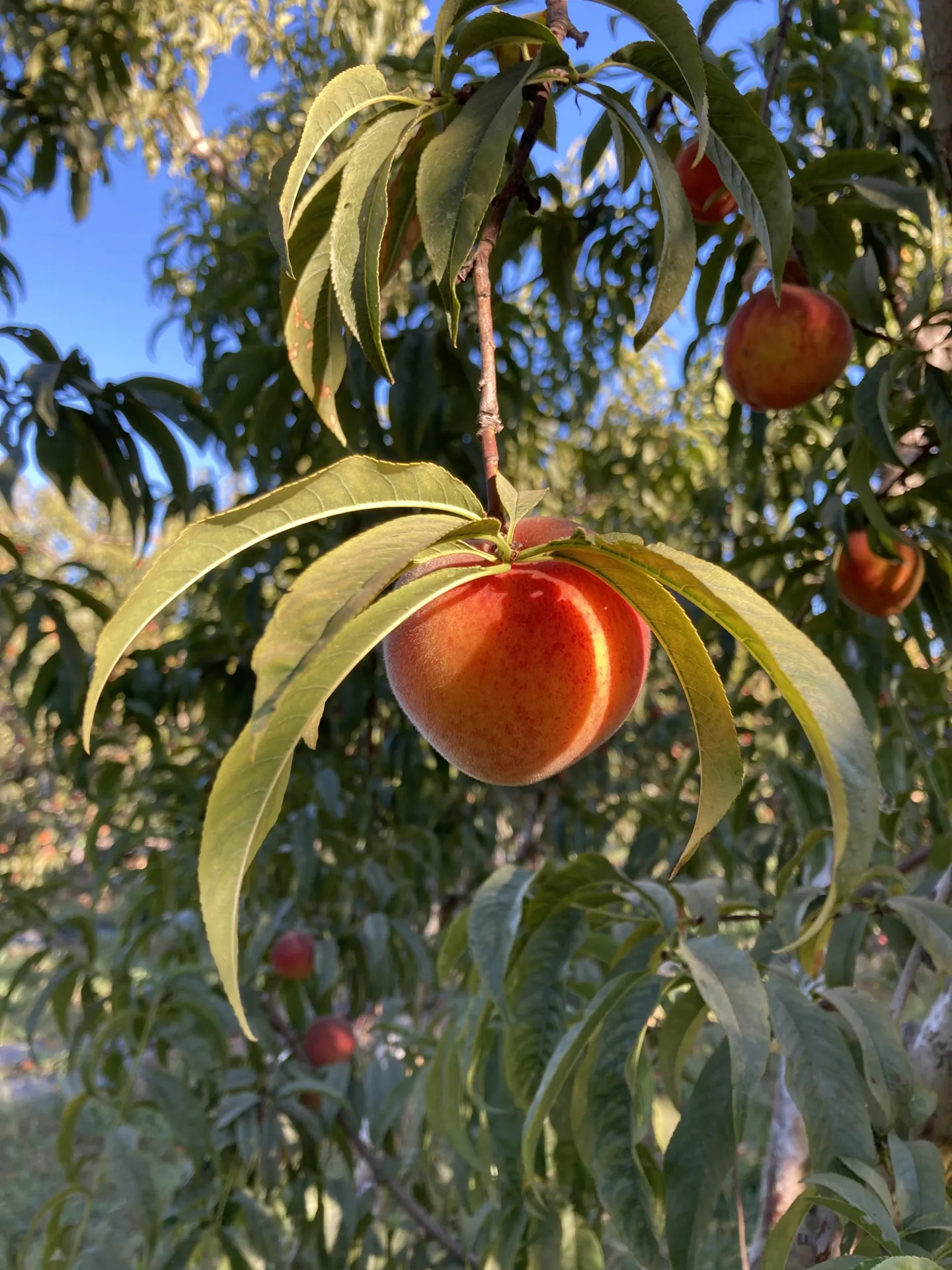 F314CABC-EEE7-4FD5-9097-390F0CBABD73