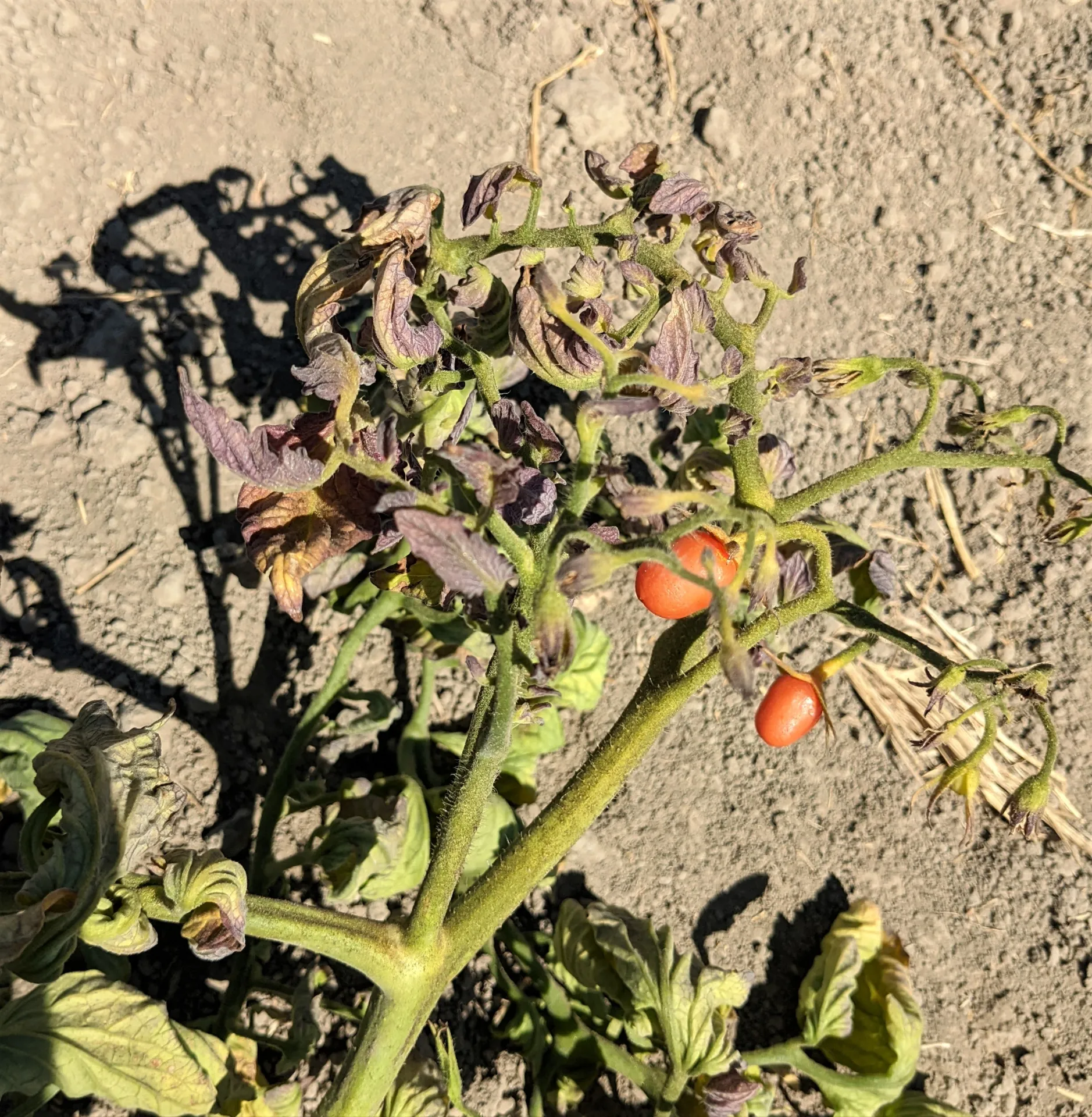 Beet curly top virus symptoms tomato Sutter County September 2022