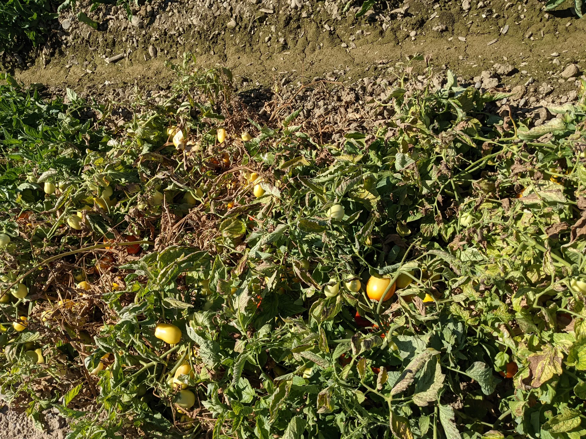 PXL_20210721_224637134.MP