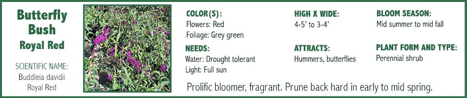 Butterfly Bush Royal Red